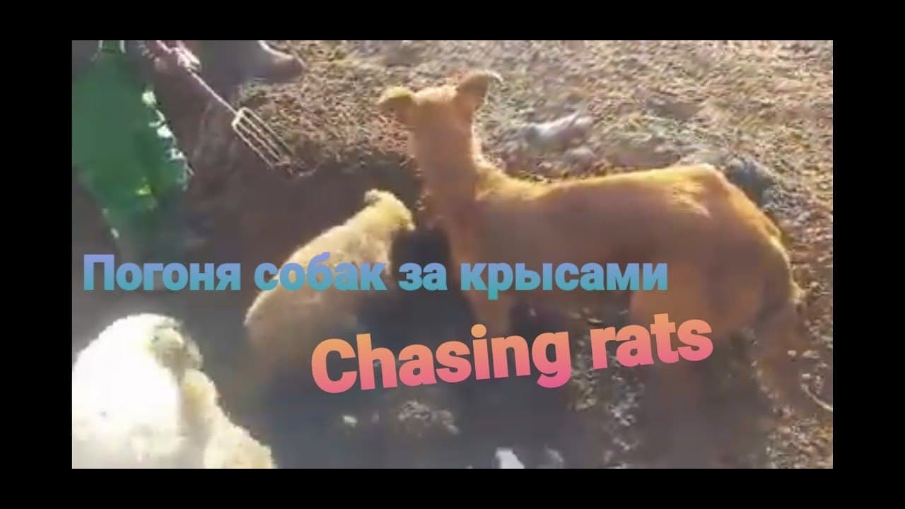 Chasing rats, Погоня собак за крысами - YouTube