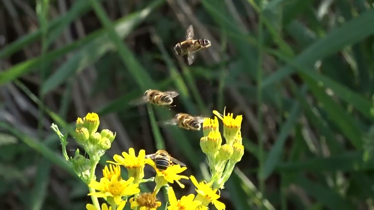 Eristalis nemorum   Puntbijvlieg   Munnikenpolder   The Netherlands   Luuk Punt 240918 1