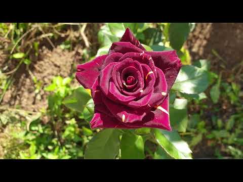 Video: Kada razmnožavati guelder ružu?