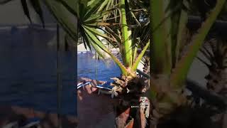 Las Rocas Resort by Artist Esmeralda 4 views 1 year ago 1 minute, 1 second