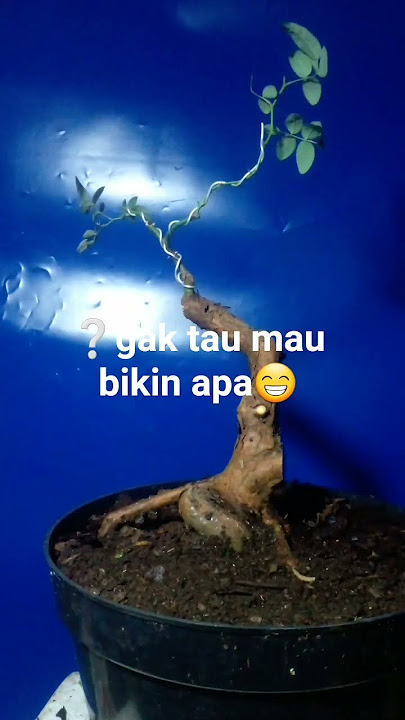 #bonsai #winatabonsai  #bonsaitree #jalanyangjauhjanganlupapulang #warubonsai #tree #tanaman