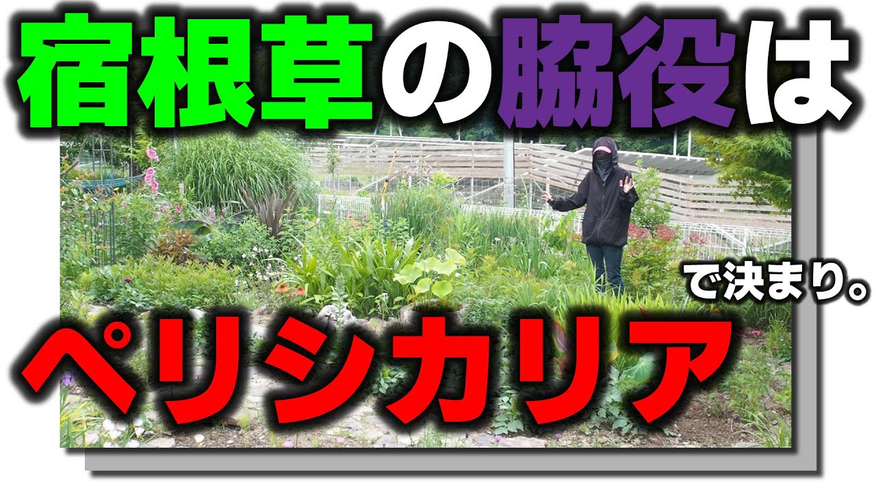 夏本番】ロックガーデンにおすすめな宿根草の脇役になる宿根草の