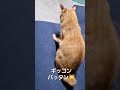 これ…大好きらしい😹　　#shorts#茶トラ#カラス猫#猫の遊び#猫小屋
