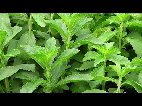 Video: Stevia, Agastakha (Mexican Mint), Perehil, Balanoy, Sibuyas