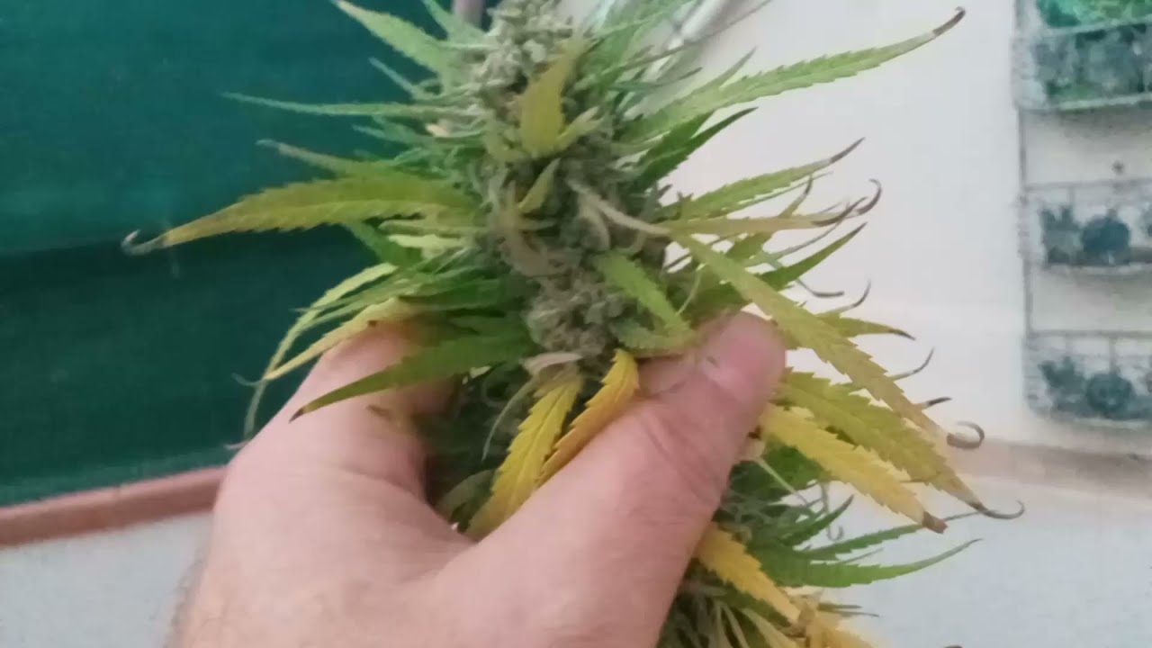 APICALES..CULTIVO.CORTAMOS.GUARDAMOS