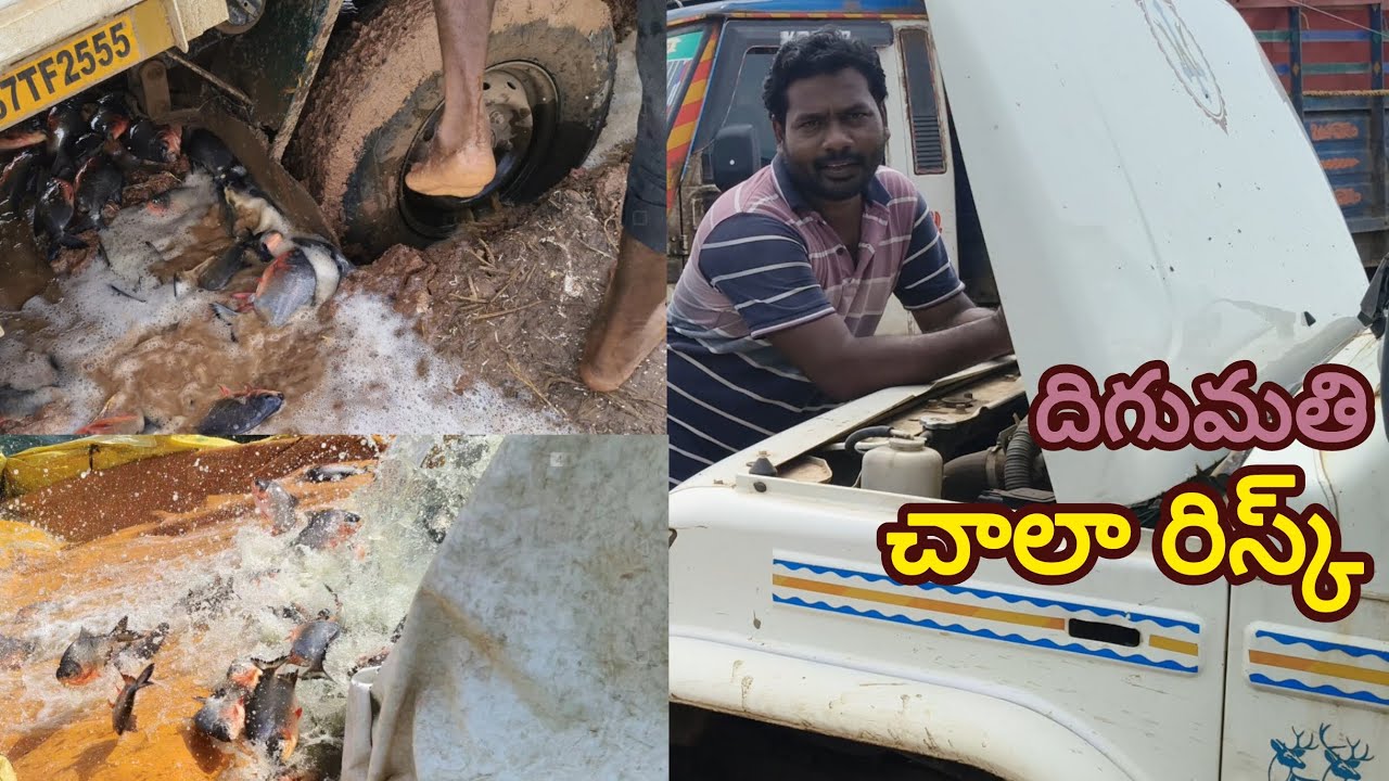 Today fish unloading soo much risk.kolleru peoples channel.subscribe