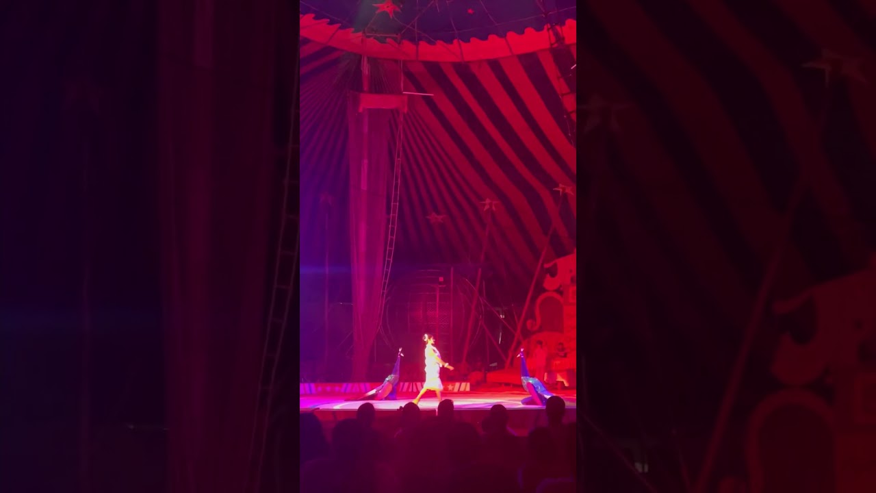 Beautiful peacock dance 