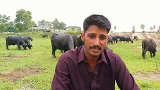 How to Earn 12,000 daily|| 50 buffalo farm|| Open range buffalo farming|| Dairy farming in Pakistan