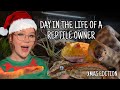 DAY IN THE LIFE OF A REPTILE OWNER - XMAS EDITION!