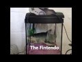 The fintendo gaming system