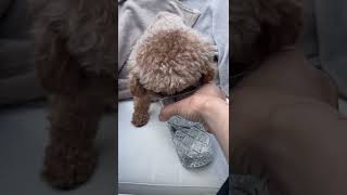 Toy poodle drinking water from a glass (ASMR) #shorts