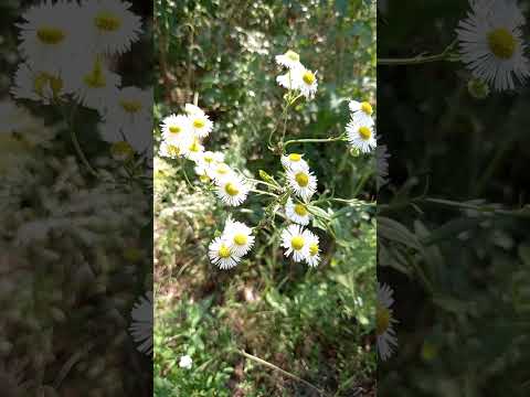 Video: Fleabane ромашка өстүрүү - Fleabane жапайы гүлдөрүнө кам көрүү жөнүндө билип алыңыз