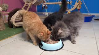 Buckwheat porridge for kittens // Гречневая каша для котят! by Cat House 86 views 2 years ago 4 minutes