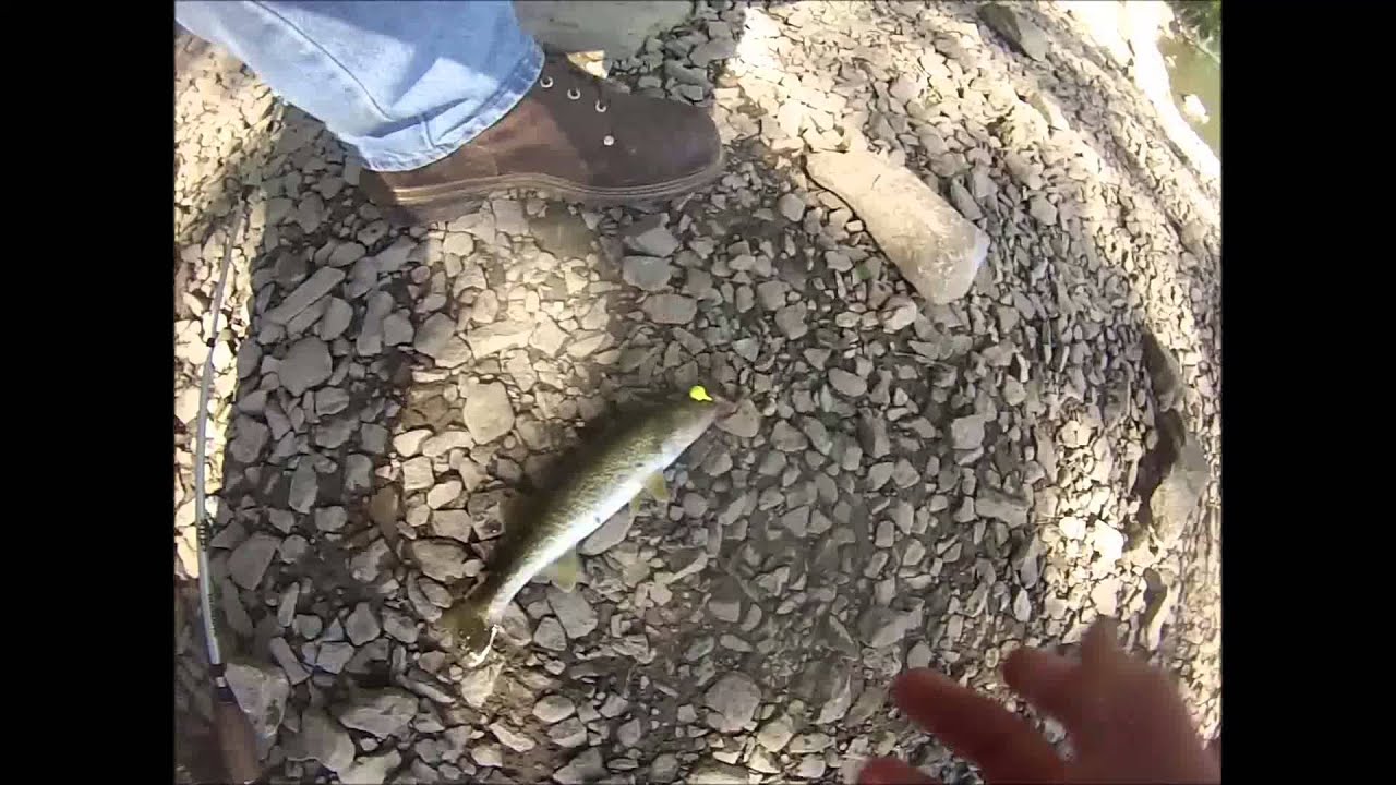 quillback carpsucker