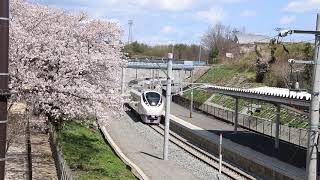 2020年4月6日　JR大野駅の桜