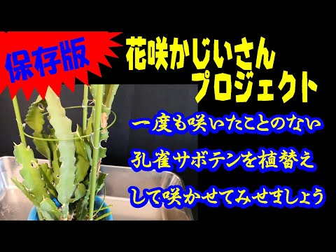 保存版 孔雀サボテン植替え Youtube