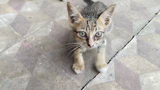 THE LITTLE KITTEN CRIES HUNGRILY, SEARCHING FOR FOOD. 😿🍽️  #comedy #cute #cat #baby 