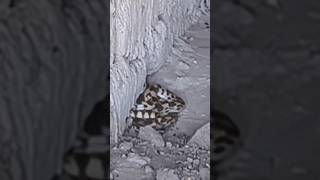 AQUI VIVIA ENTRE SERPIENTES  , FINISTERRE COAH , FCO I MADERO COAH , MEXICO