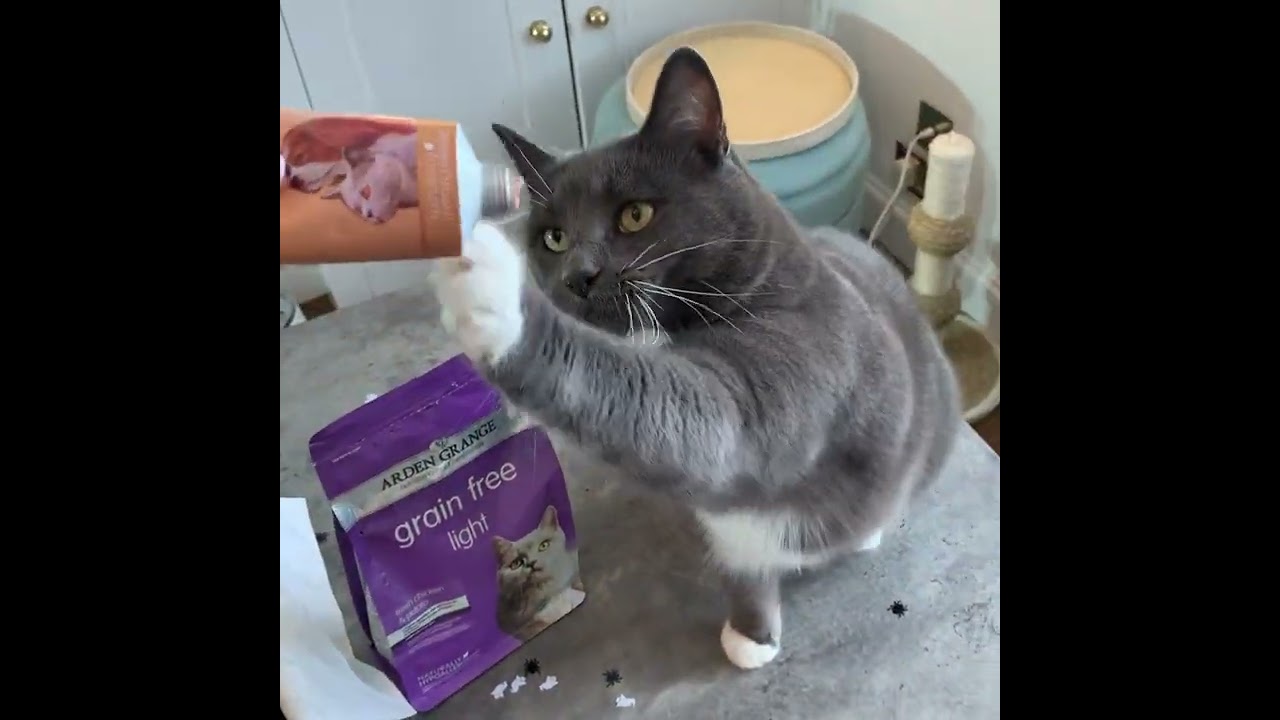 Gus & Bella Box - Feline Spooky '22 Cat Subscription Box Unboxing