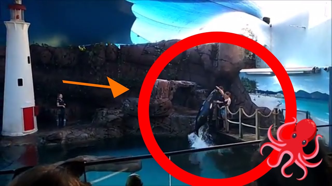 I GOT TO FEED A SEAL and other adventures at Sea Life Mooloolaba