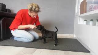 Just Love Me Bullparraben - First Training For Show