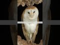 Barn owl surveying the scenery