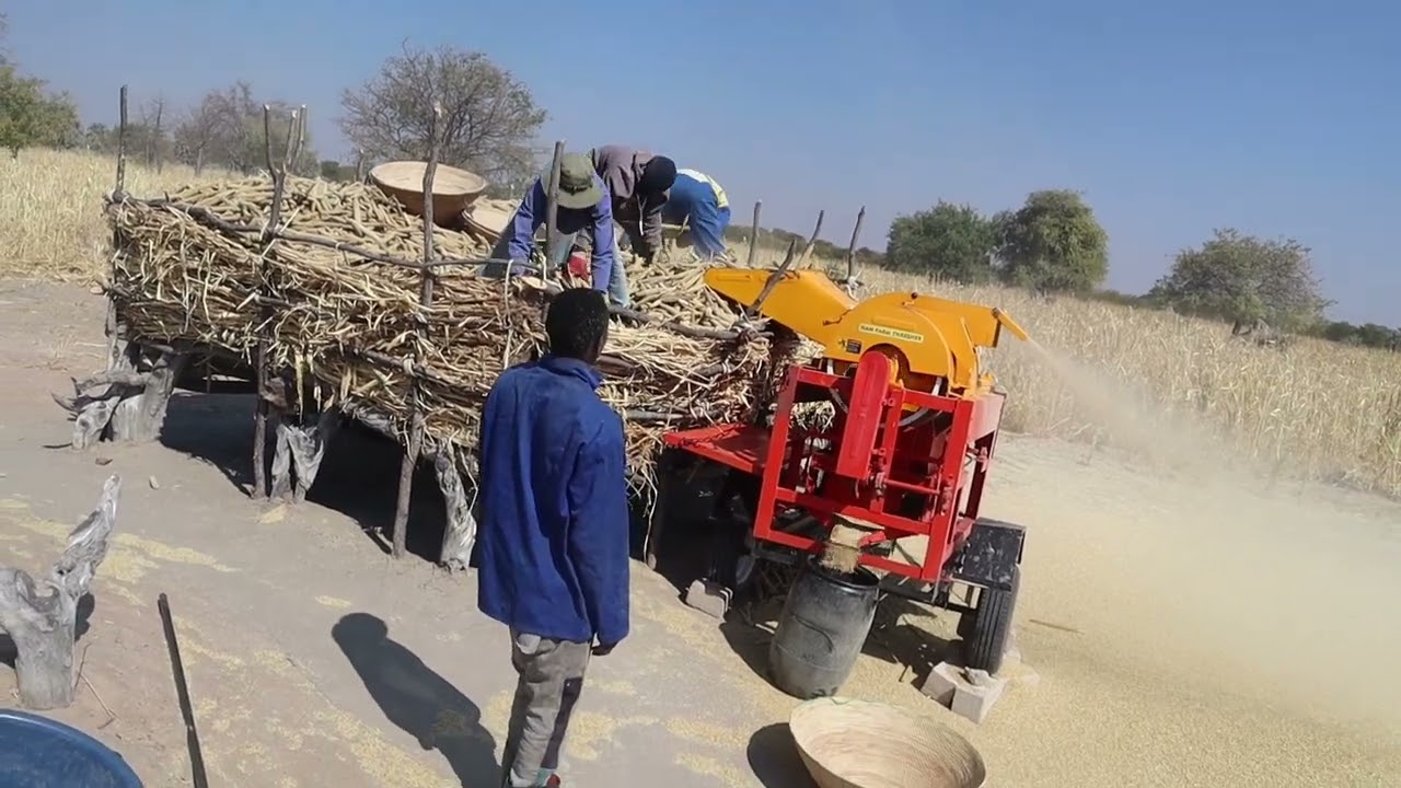Mahangu or Pearl Millet Threshing in Namibia 🇳🇦 Zoomed