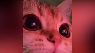 Download Lagu kehlani, summer walker - girls melt love / mashup (sped up + reverb) MP3 Download Lagu kehlani, summer walker - girls melt love / mashup (sped up + reverb) MP3