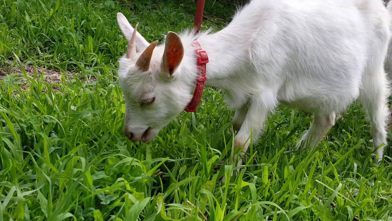 草を食べるヤギ Youtube