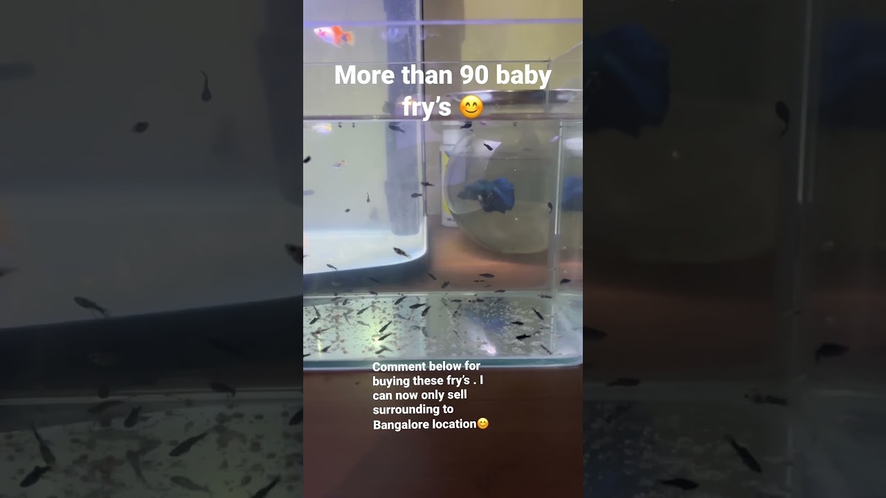 New baby fry’s 😊 