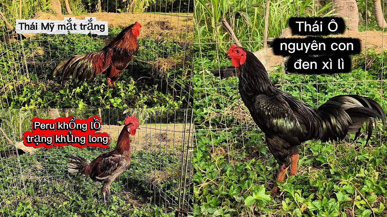 3 gà trống Thái ô (5/2/26/) Quý Dậu Gò Công TG