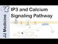 Inositol Triphosphate (IP3) and Calcium Signaling Pathway | Second Messenger System