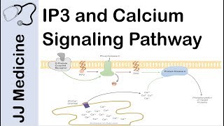 Inositol Triphosphate (IP3) and Calcium Signaling Pathway | Second Messenger System screenshot 5