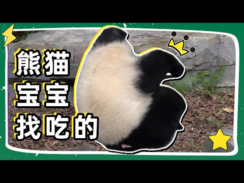 🐼The panda cubs are all grown up! | Huancai, Beichen ran all over the garden looking for something