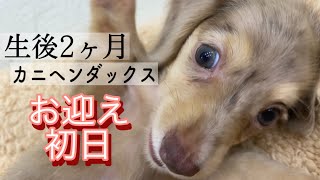 【お迎え初日】生後2ヶ月の愛犬カニヘンダックスフンドがお家に来た日！