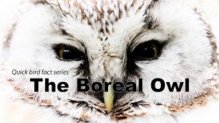 Boreal Owl - Quick bird fact series EP2