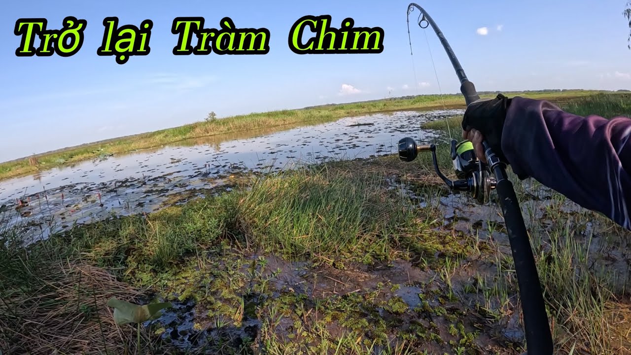 Trở lại Tràm Chim truy tìm những cú táp , câu cá lóc VQG Tràm Chim … 