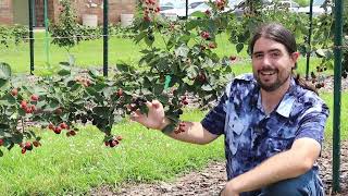 Blackberry Variety Highlight - Ponca