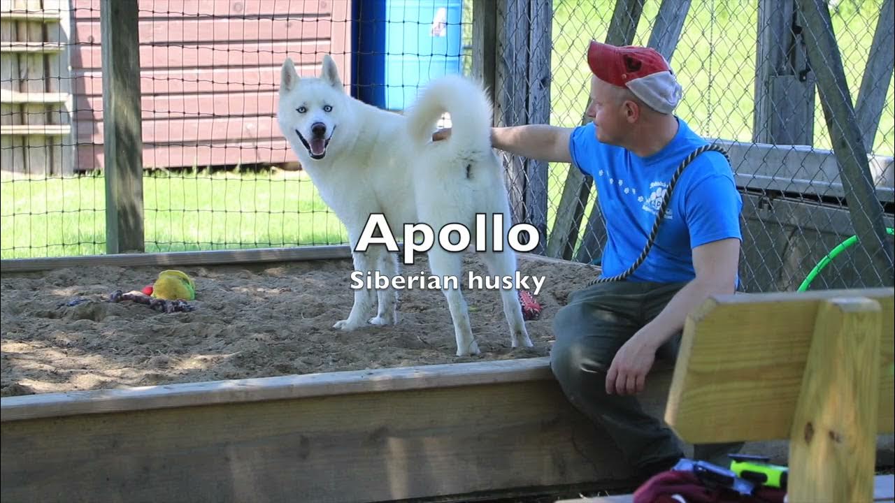 Pick your next pet at the Ashtabula County Animal Protective League