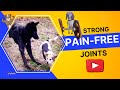4 best natural dog joint supplements for senior dogs