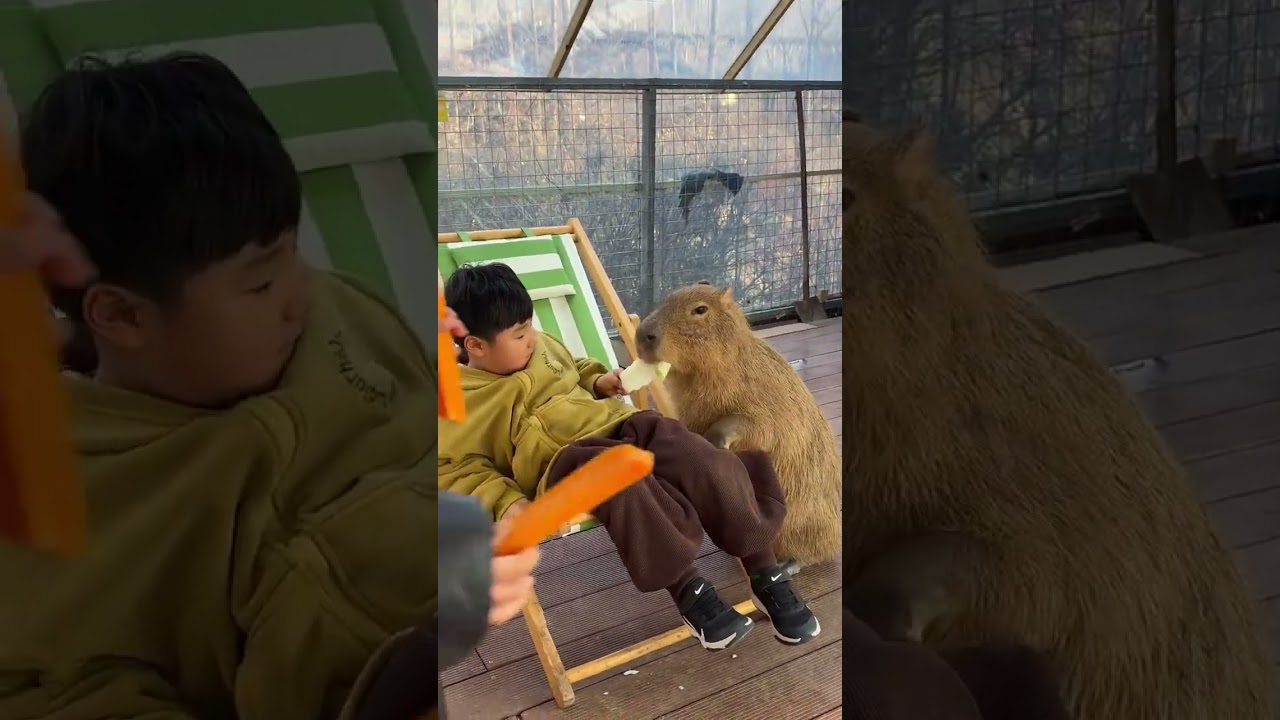 Capybara is a life attitude. Close interaction between people and animals. Capybara. Small anima