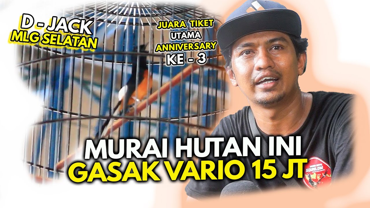 BONGKAR SETINGAN MURAI HUTAN BIAR KONCHER 15 JT