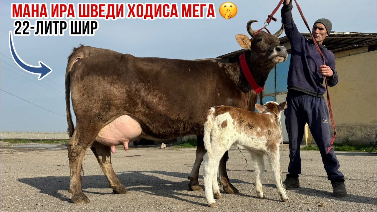 ТОЗЗА ШВЕД 22-л ШИР 8 марта 2026 г.