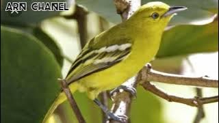 Suara burung sirtu/cipoh betina birahi bongkar isian.