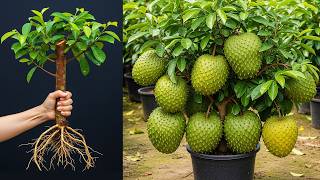 🌿Grow Soursop Trees FASTER by Cutting and Air Layering for Beginners!🌱