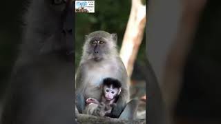 Monkey And Baby