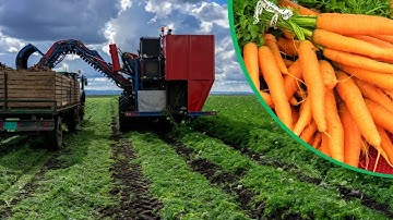 How Are Carrots Harvested Commercially By Modern Carrot Processing Machine