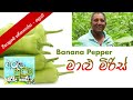 තලාව පිහිටි ලොකුම හරිතාගාරයේ මාළු මිරිස් වගාව | Banana Pepper Sri Lanka
