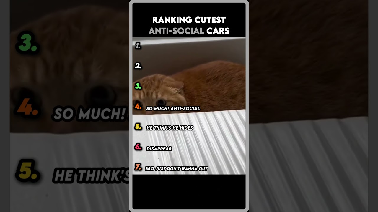 ranking cutest anti-social cats 