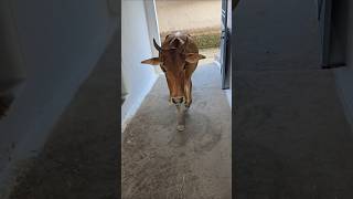 Meri Gaiya Aati Hai Mujhko Doodh Pilati H